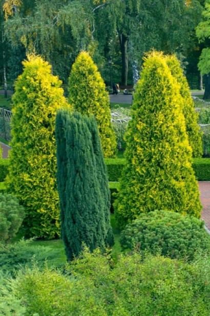 Вічнозелена туя Єллоу Ріббон